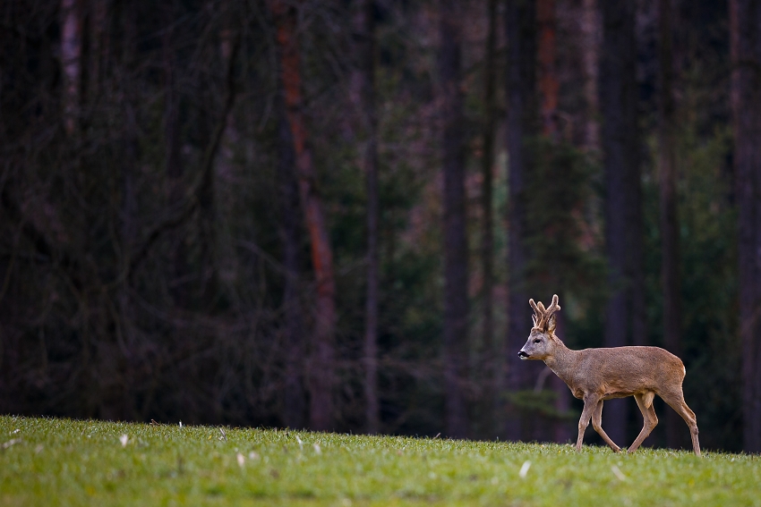 Roe deer