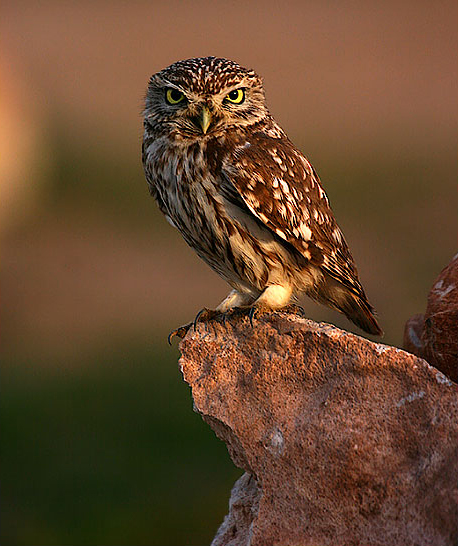 Little Owl