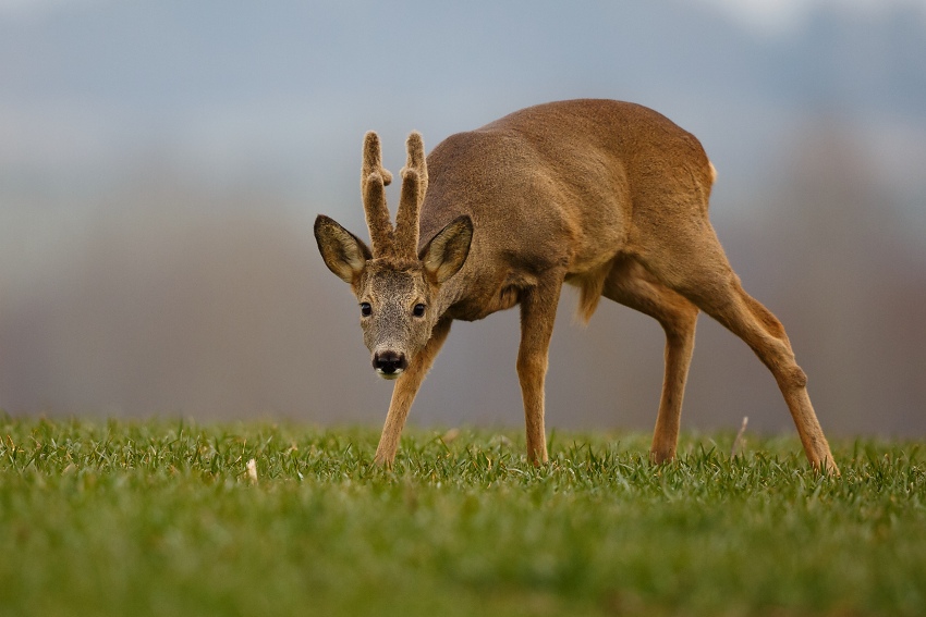 Roe deer