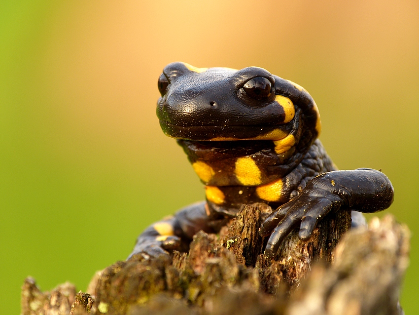 Fire salamander