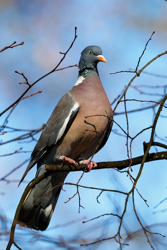 Wood Pigeon