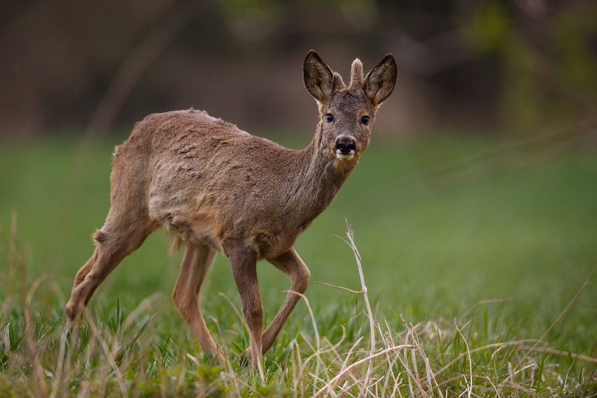 Roe deer