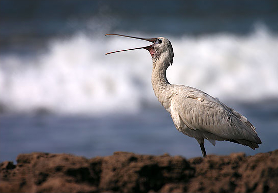 Spoonbill