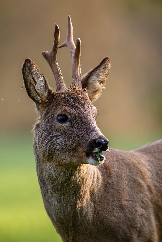 Roe deer