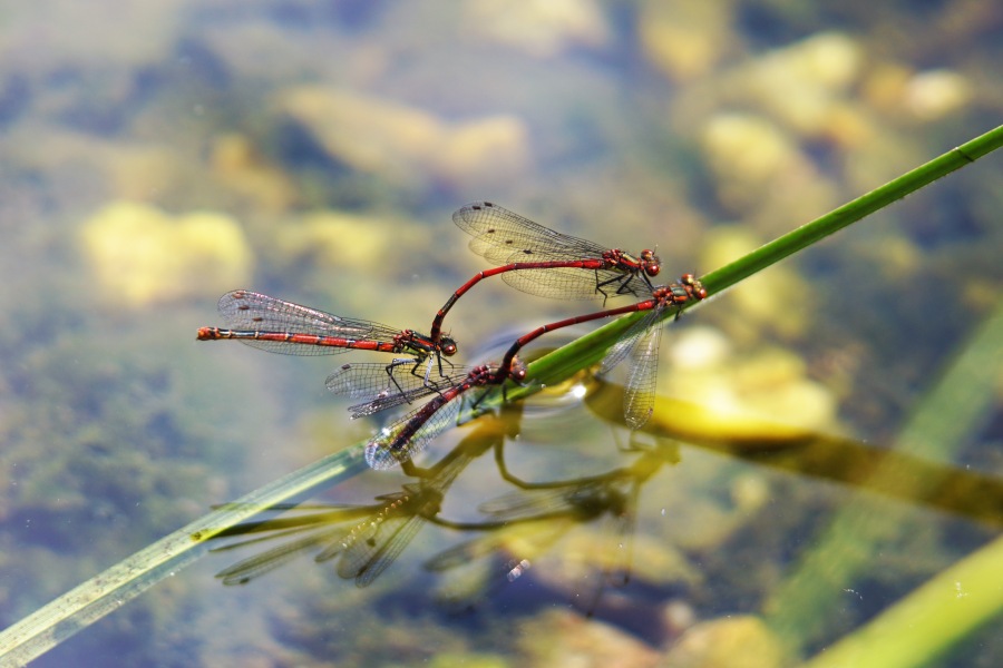 dragonfly