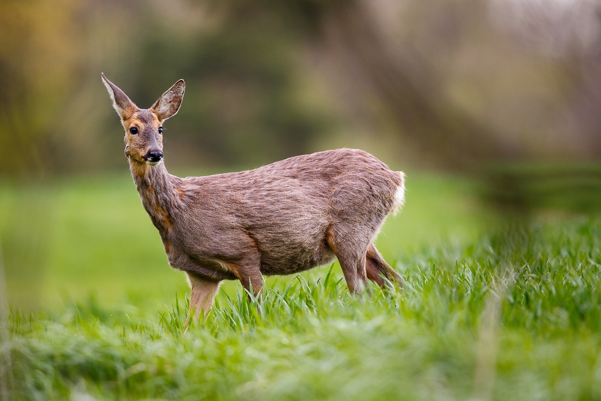 Roe deer