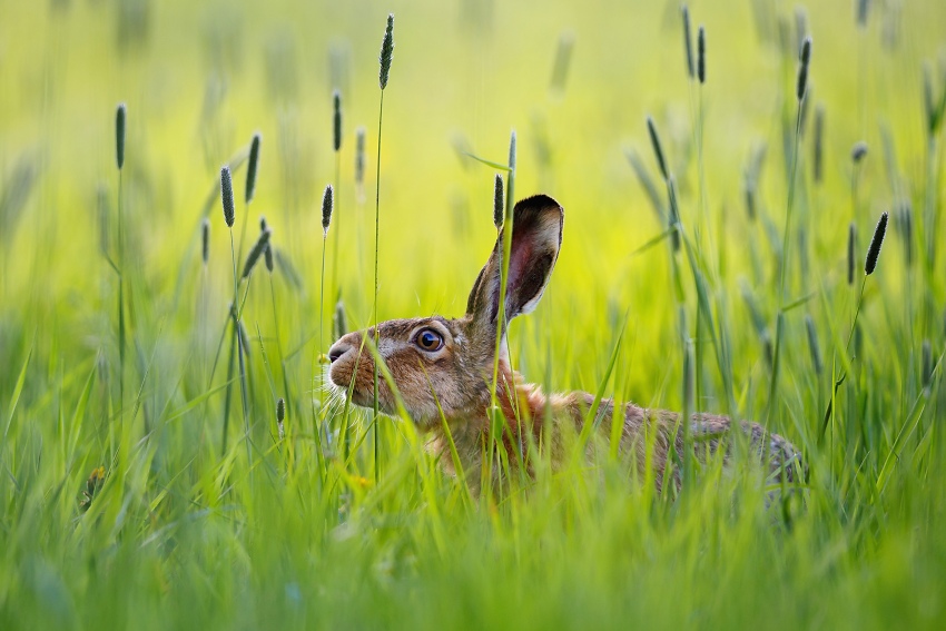 Brown Hare 