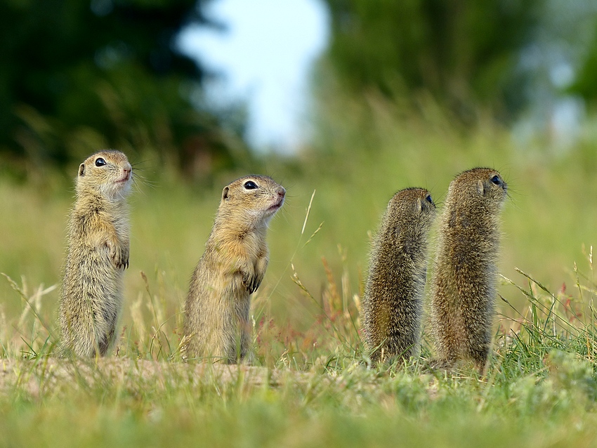 European Ground Squirrel