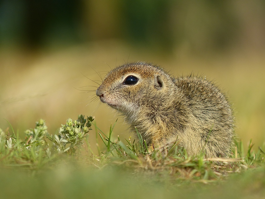 European Ground Squirrel