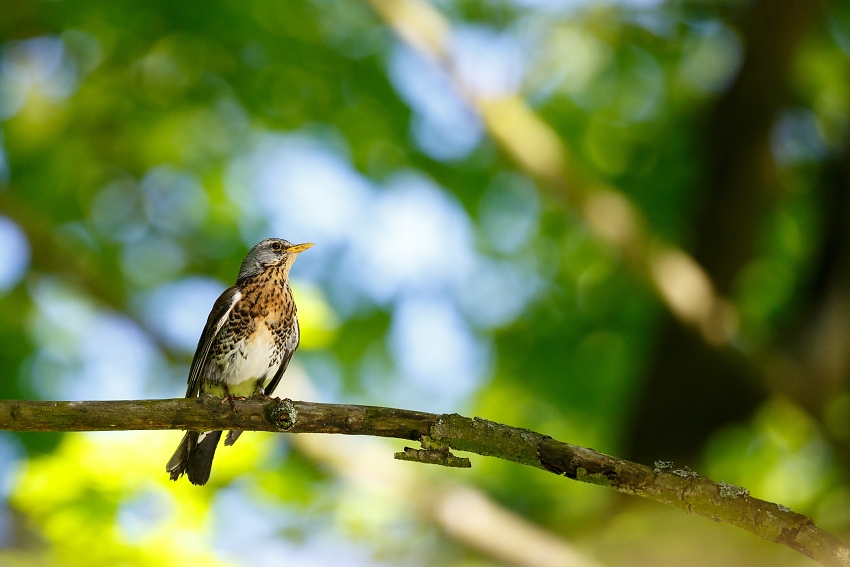 Fieldfare