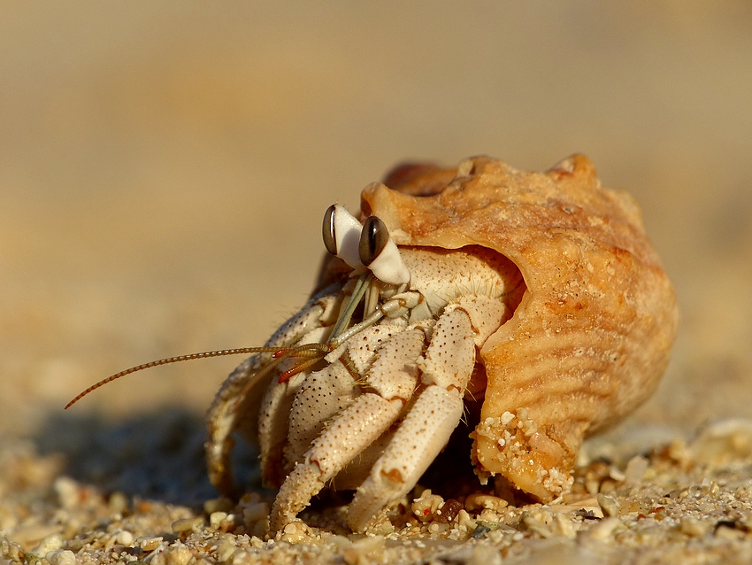 Crab hermit