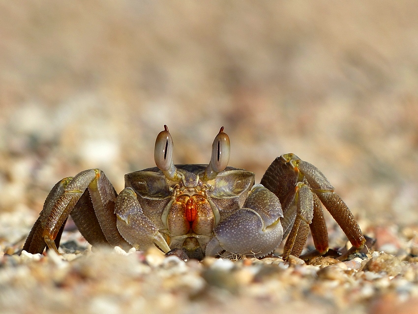 Crab