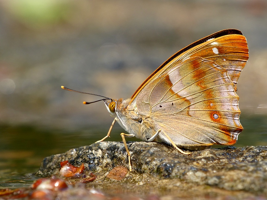 Purple Emperor 