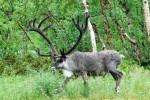 sob polární