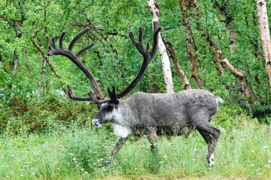 reindeer