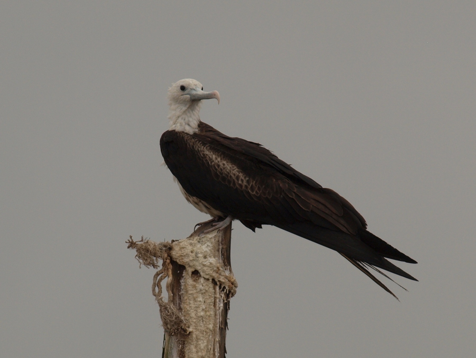 Magnificent frigatebird