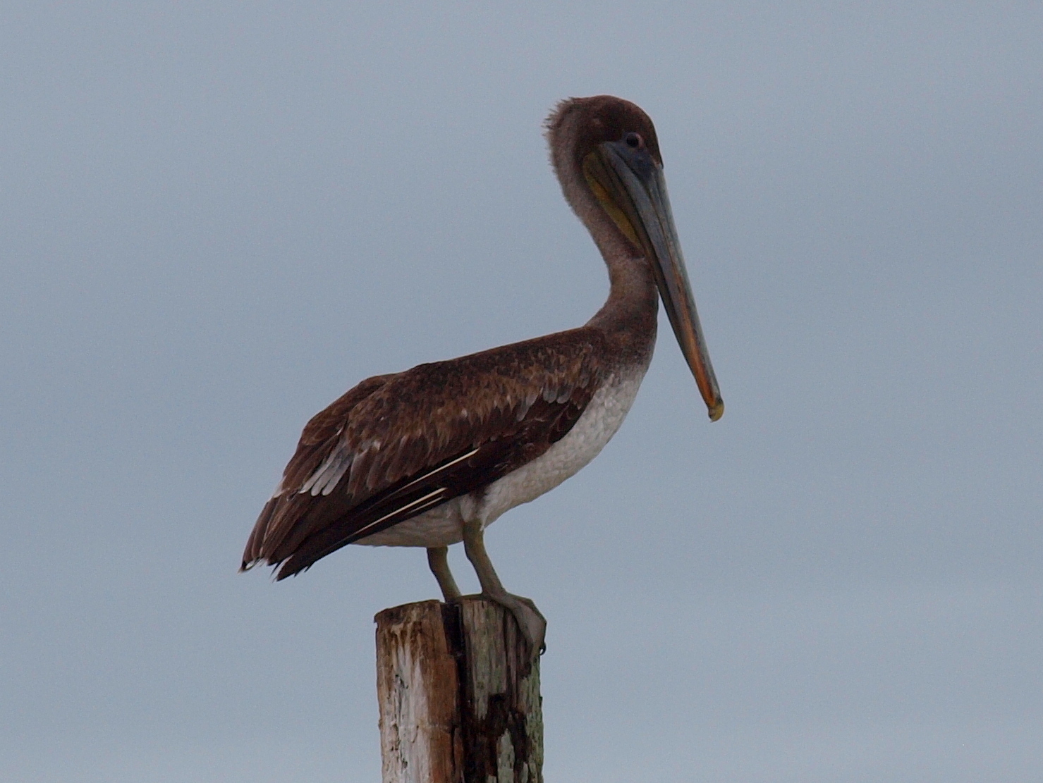 Brown pelican