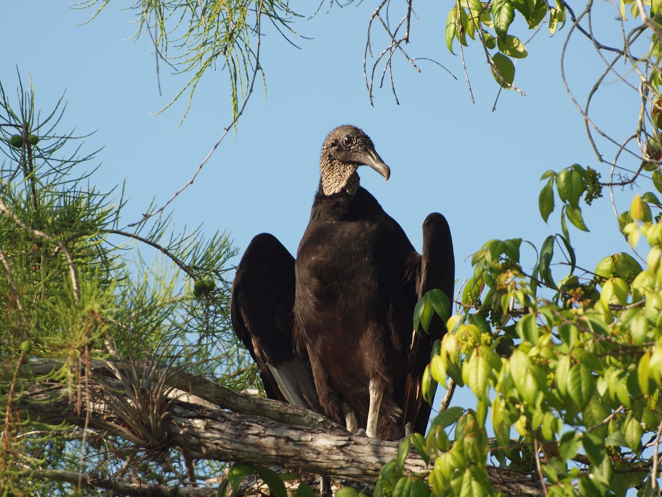 Black vulture