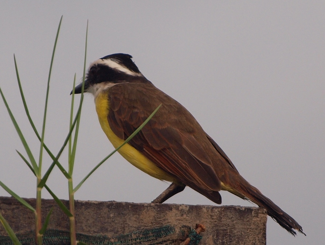 Great kiskadee