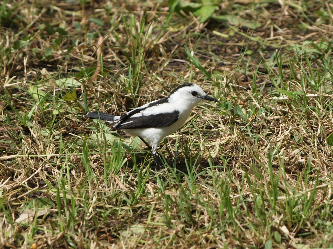 Pied water tyrant 