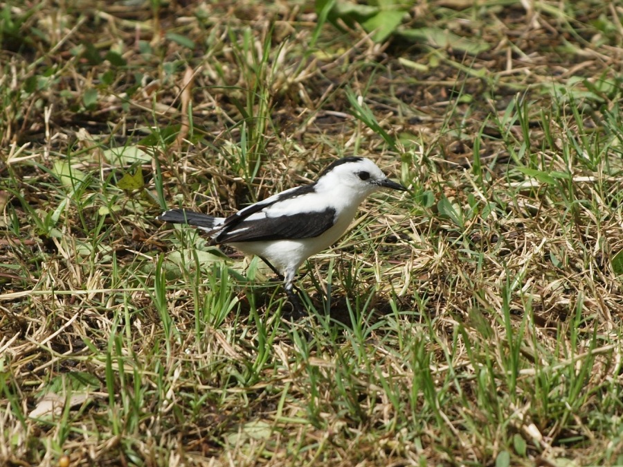 Pied water tyrant 