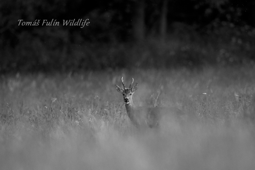 Roe deer