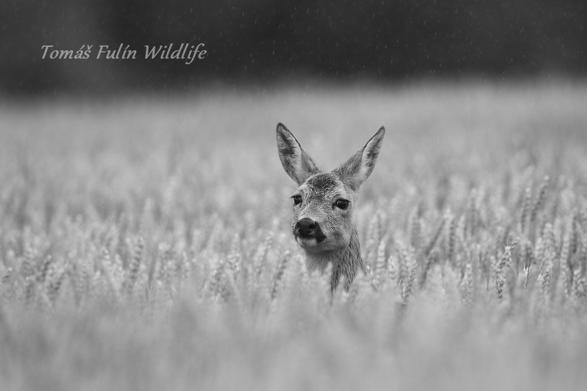 Roe deer