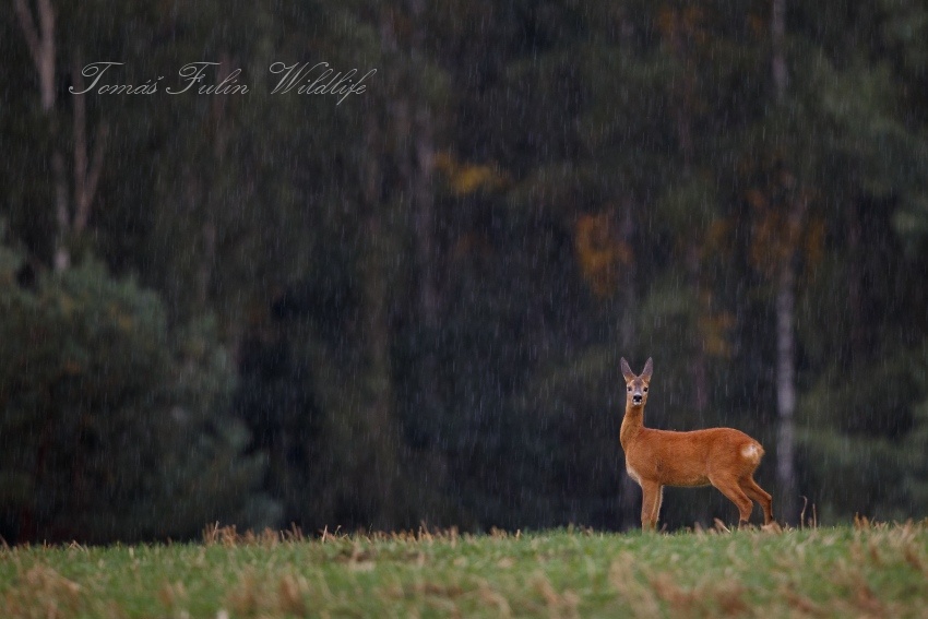 Roe deer