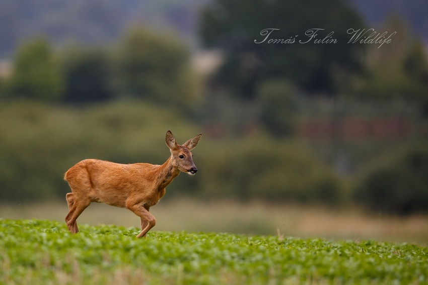 Roe deer