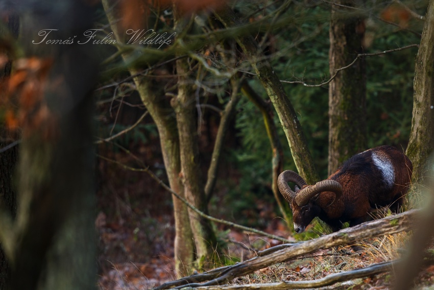 European Mouflon