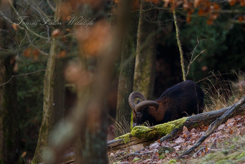 European Mouflon