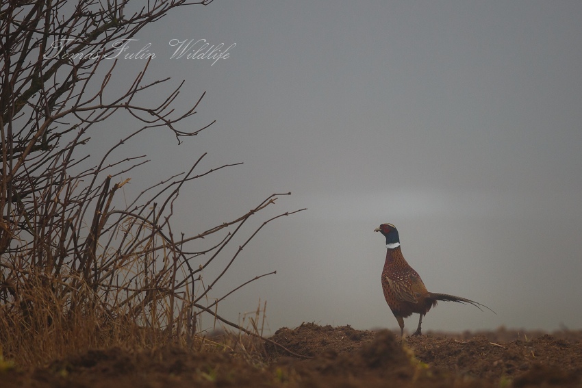 Ring-necked Pheasant