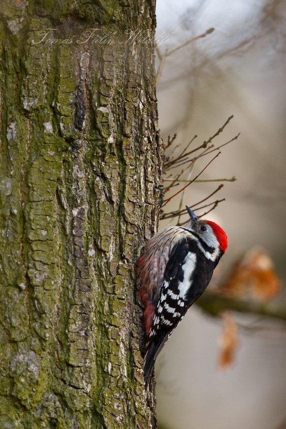Middle Spotted Woodpecker
