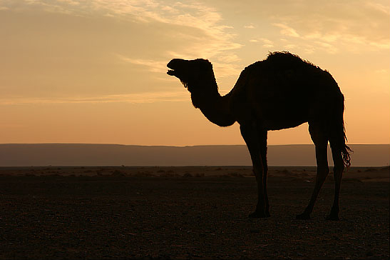 One-Humped Camel
