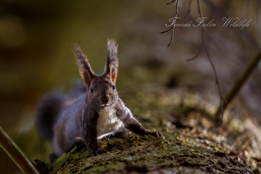 Eurasian Red Squirrel