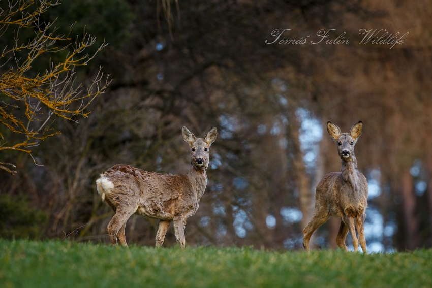 Roe deer