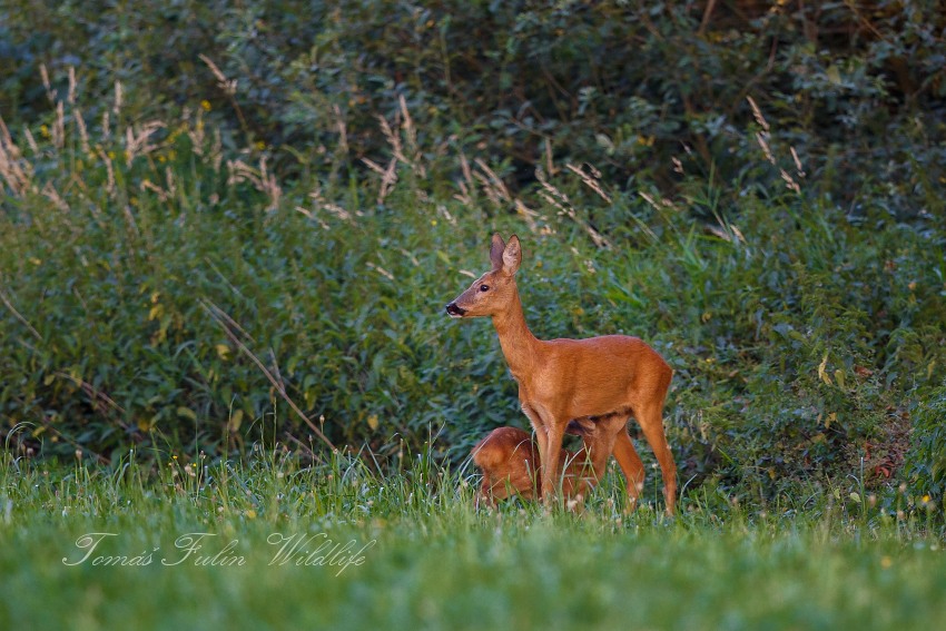 Roe deer