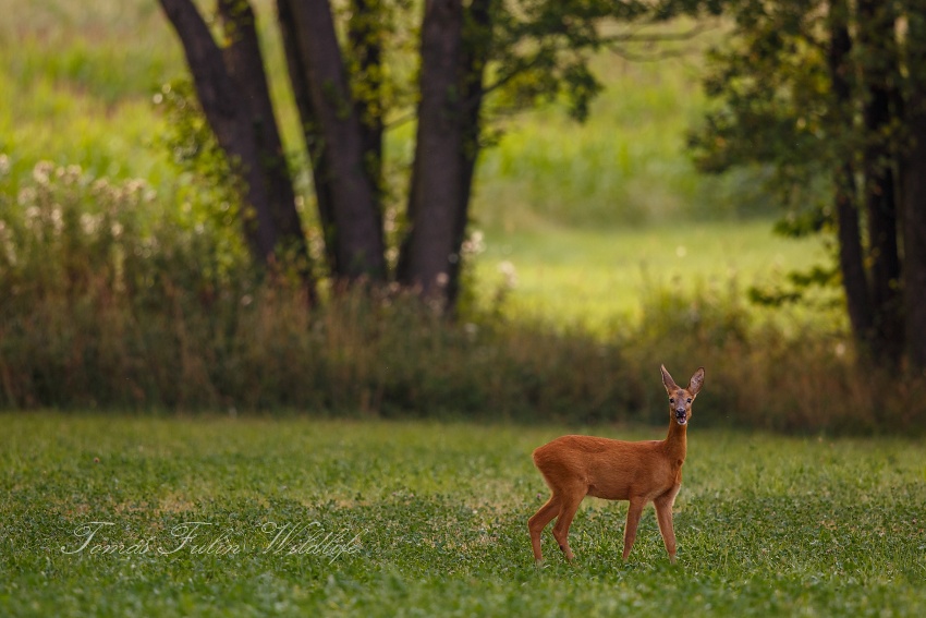 Roe deer