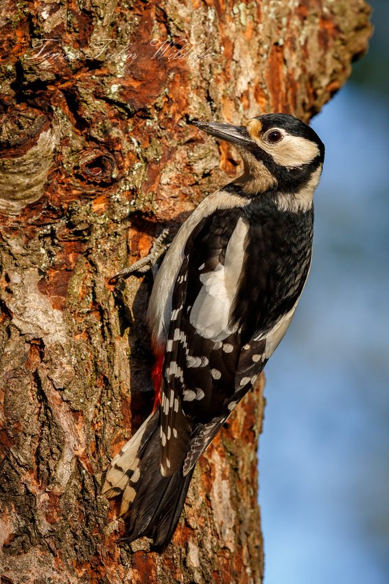 Great Spotted Woodpecker