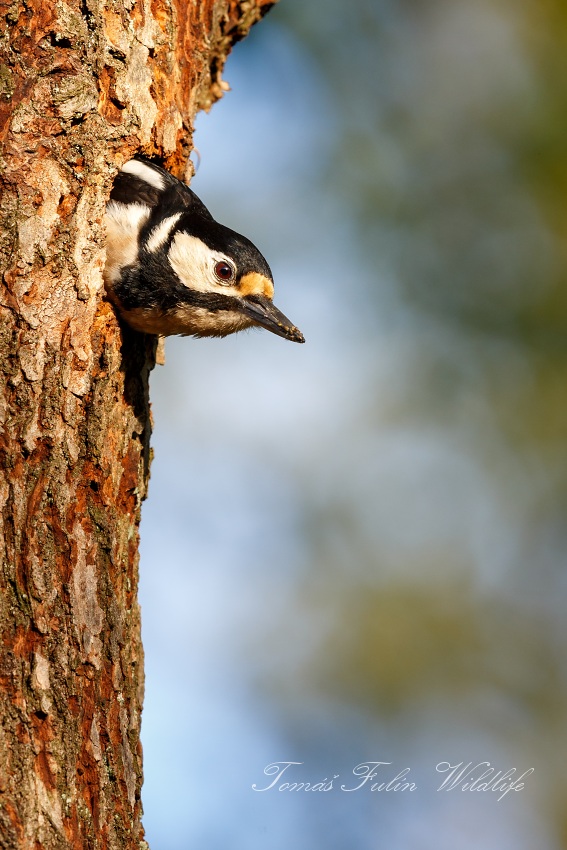 Great Spotted Woodpecker