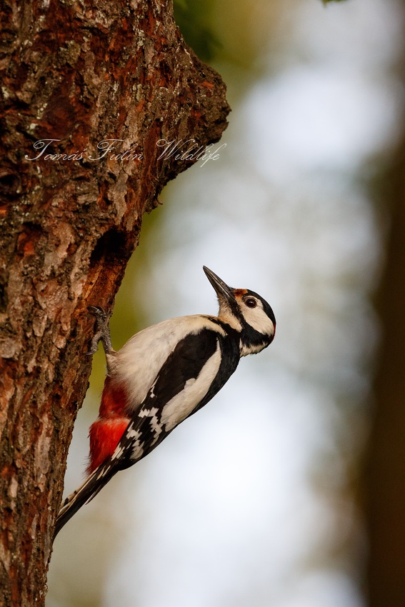 Great Spotted Woodpecker