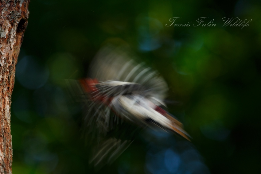 Great Spotted Woodpecker