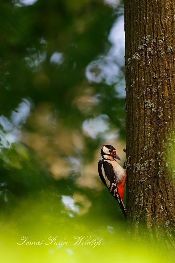 Great Spotted Woodpecker