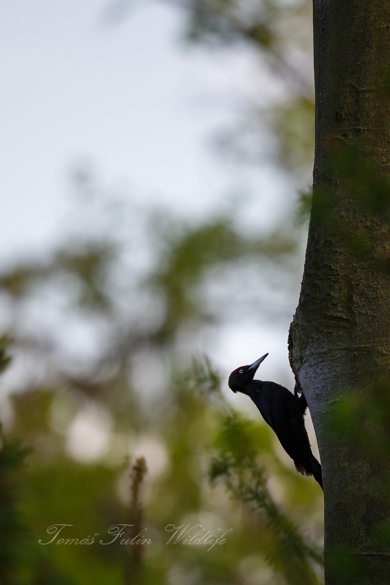 Black woodpecker