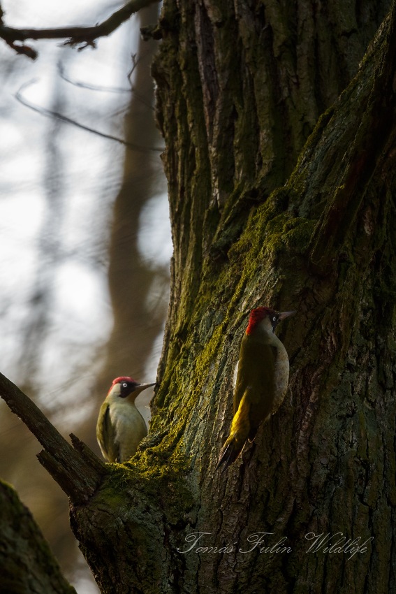 Eurasian Green Woodpecker