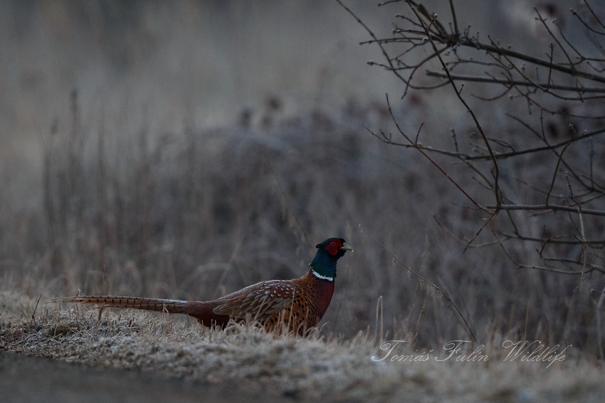 Ring-necked Pheasant
