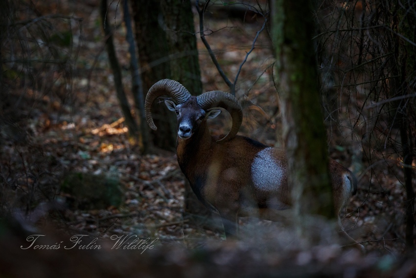 European Mouflon