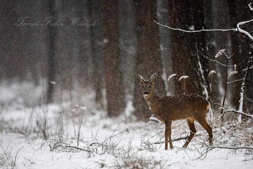 Roe deer