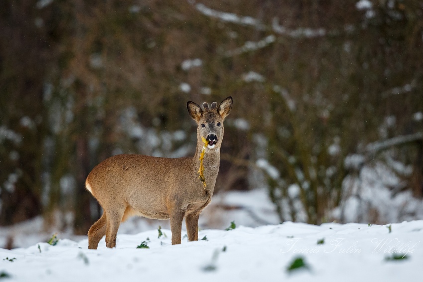 Roe deer