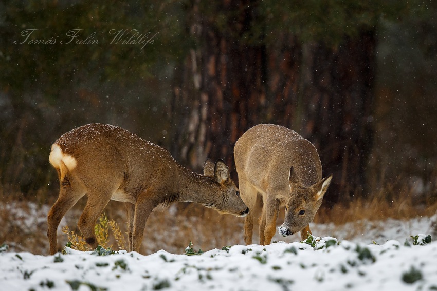 Roe deer